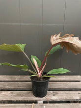 Load image into Gallery viewer, Philodendron &#39;Chocolate Empress&#39;