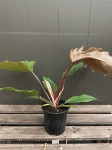 Philodendron 'Chocolate Empress'
