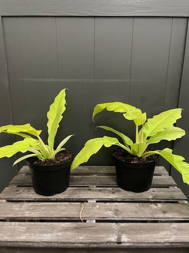 Philodendron 'Golden Crocodile'