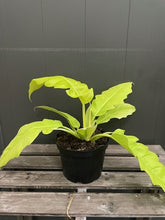 Load image into Gallery viewer, Philodendron &#39;Golden Crocodile&#39;