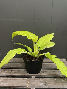 Philodendron 'Golden Crocodile'