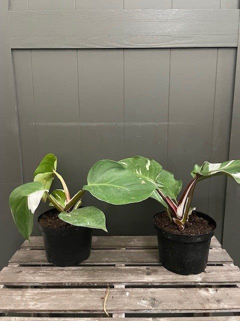 Philodendron 'White Knight'