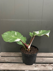 Philodendron 'White Knight'