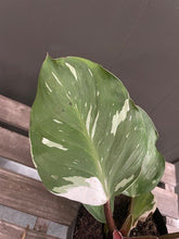 Load image into Gallery viewer, Philodendron &#39;White Knight&#39;
