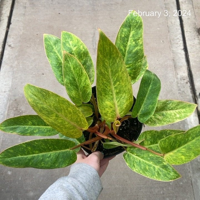 Philodendron 'Painted Lady'