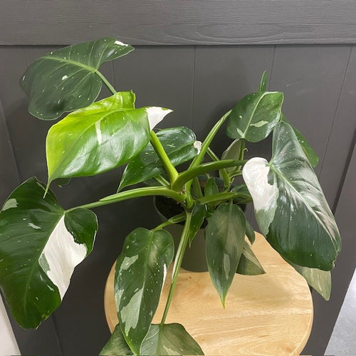 Philodendron 'White Wizard'