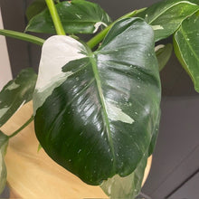 Load image into Gallery viewer, Philodendron &#39;White Wizard&#39;