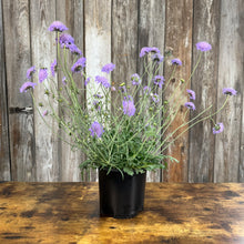 Load image into Gallery viewer, Purple pincushion flower plant in black pot with delicate blooms on tall stems