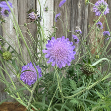 Load image into Gallery viewer, Purple pincushion flowers blooming in garden with multiple flower heads and green foliage