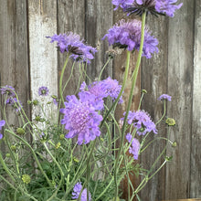 Load image into Gallery viewer, Purple pincushion flowers blooming in garden with green stems against weathered wooden fence