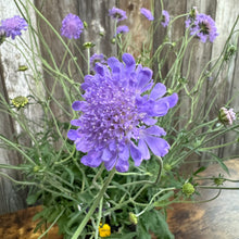 Load image into Gallery viewer, Purple pincushion flower in full bloom with multiple buds and green foliage