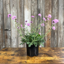 Load image into Gallery viewer, Pincushion Flower Pink Mist perennial plant with purple blooms in black nursery pot