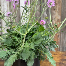 Load image into Gallery viewer, Pink Mist pincushion flower plant with purple blooms and deeply lobed green foliage