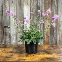 Load image into Gallery viewer, Pincushion Flower Pink Mist perennial plant in black nursery pot with purple blooms