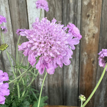 Load image into Gallery viewer, Purple pincushion flower blooms with ruffled petals on green stems against wooden fence