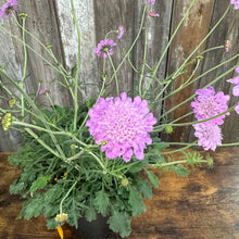 Load image into Gallery viewer, Pink Pincushion Flower blooms with ruffled petals and green foliage in garden setting