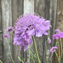 Load image into Gallery viewer, Purple pincushion flower blooming in garden with multiple flower heads and green stems