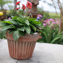 Load image into Gallery viewer, Terracotta Plisee Planter Short with red gerbera daisies in a garden setting