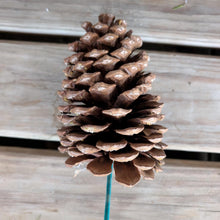 Load image into Gallery viewer, Pick Holiday Pinecone