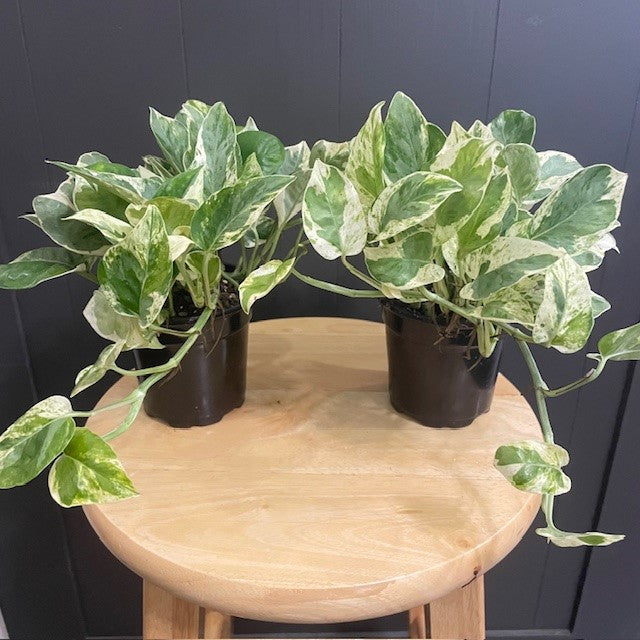 care for pothos pearls and jade Epipremnum 'Pearls & Jade' Pothos for Lush Indoor Spaces – Wasson Nursery