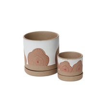 Load image into Gallery viewer, Pot Protea with Saucer