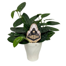 Load image into Gallery viewer, Purdue University logo plant stake in potted green foliage plant in white container