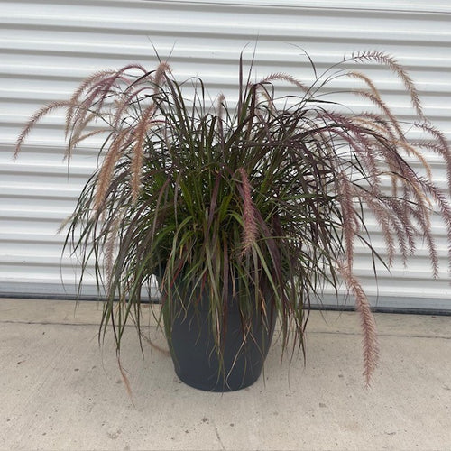 Annual Purple Fountain Grass (Fall)