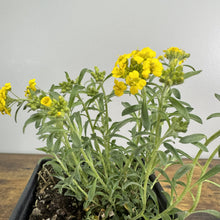 Load image into Gallery viewer, Alyssum Golden Spring perennial plants with bright yellow flowers in black nursery tray