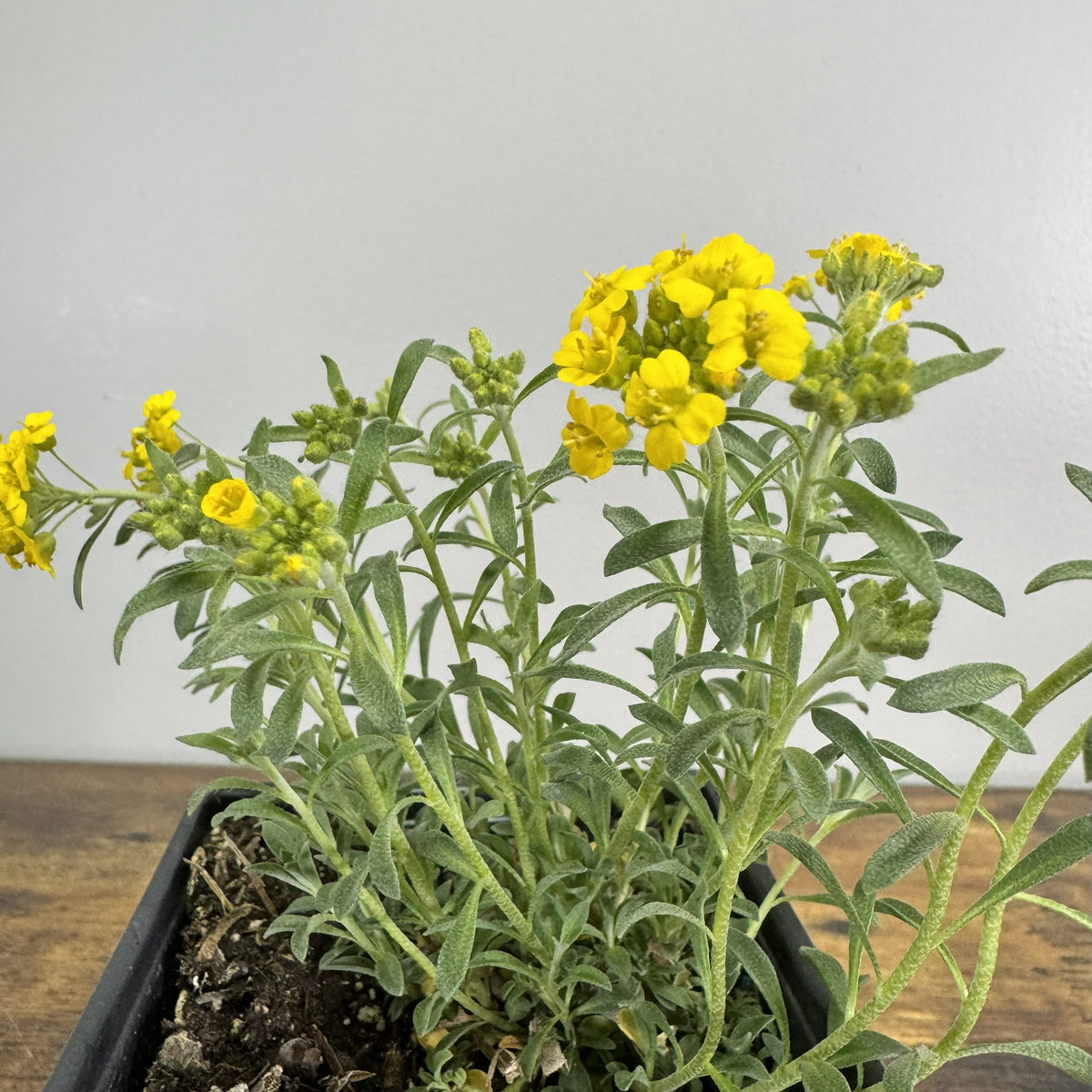 Alyssum Golden Spring - Bright, Compact Perennial – Wasson Nursery