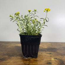 Load image into Gallery viewer, Alyssum Golden Spring perennial plant in black nursery pot with yellow flowers and green foliage