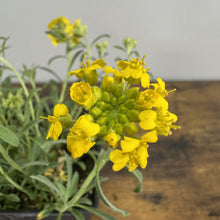 Load image into Gallery viewer, Bright yellow Alyssum Golden Spring flowers blooming in dense clusters on green stems