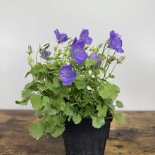 Load image into Gallery viewer, Bellflower Rapido Blue perennial plant with purple blooms in black nursery pot