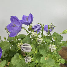 Load image into Gallery viewer, Purple bellflower plant with open blooms and unopened buds in container