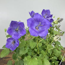 Load image into Gallery viewer, Purple bellflower plant with open blooms and buds in nursery pot