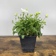 Load image into Gallery viewer, Bellflower Rapido White perennial plant in black pot with green foliage and white flower buds