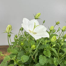 Load image into Gallery viewer, White bellflower plant with open bloom and green buds in container