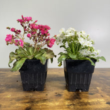 Load image into Gallery viewer, Two potted Cliff Maids perennial plants with pink and white flowers in black nursery containers