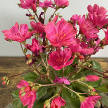 Load image into Gallery viewer, Bright pink Cliff Maids Rainbow Mix perennial flowers blooming with green foliage on wooden surface