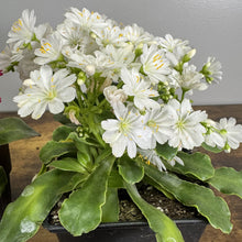 Load image into Gallery viewer, White flowering Cliff Maids Rainbow Mix perennial plant with thick green succulent leaves in black nursery pot
