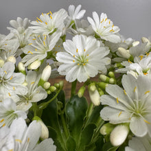 Load image into Gallery viewer, White flowering Cliff Maids perennial plant with multiple small blooms and yellow stamens