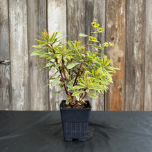 Load image into Gallery viewer, Euphorbia Ascot Rainbow perennial plant in black nursery pot with variegated green and yellow foliage