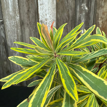 Load image into Gallery viewer, Euphorbia Ascot Rainbow plant with variegated green and yellow striped leaves in rosette formation