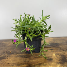 Load image into Gallery viewer, Ice Plant Wheels of Wonder Hot Pink Wonder perennial in black nursery pot with trailing succulent stems and small pink flo...