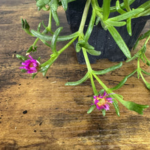 Load image into Gallery viewer, Ice Plant with vibrant hot pink daisy-like flowers and succulent green trailing stems