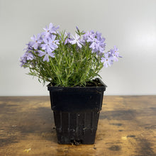 Load image into Gallery viewer, Phlox Creeping Emerald Blue flowering plant in black nursery pot with purple blooms