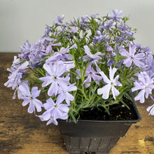 Load image into Gallery viewer, Purple flowering Phlox Creeping Emerald Blue perennial plant in black nursery pot