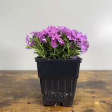 Load image into Gallery viewer, Phlox Creeping Emerald Pink