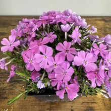 Load image into Gallery viewer, Phlox Creeping Emerald Pink