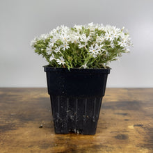 Load image into Gallery viewer, Phlox Creeping Snowflake perennial plant with white flowers in black nursery pot