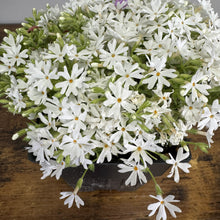 Load image into Gallery viewer, White creeping phlox flowers cascading from black nursery pot on wooden surface